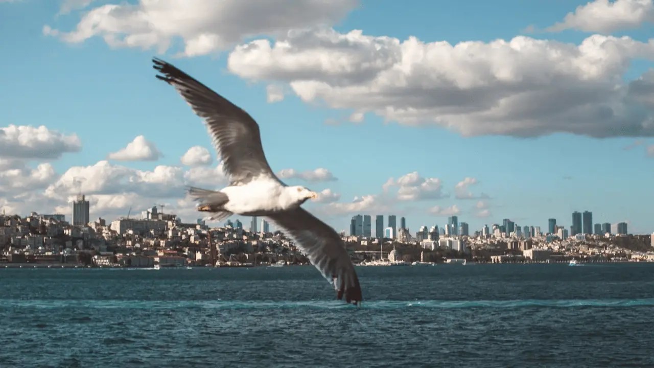 Optimal Nikon D750 Settings for Flying Bird Photography Techiecycle