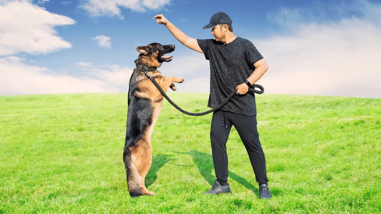 A Comprehensive Guide to Dog Trainer Insurance Techiecycle