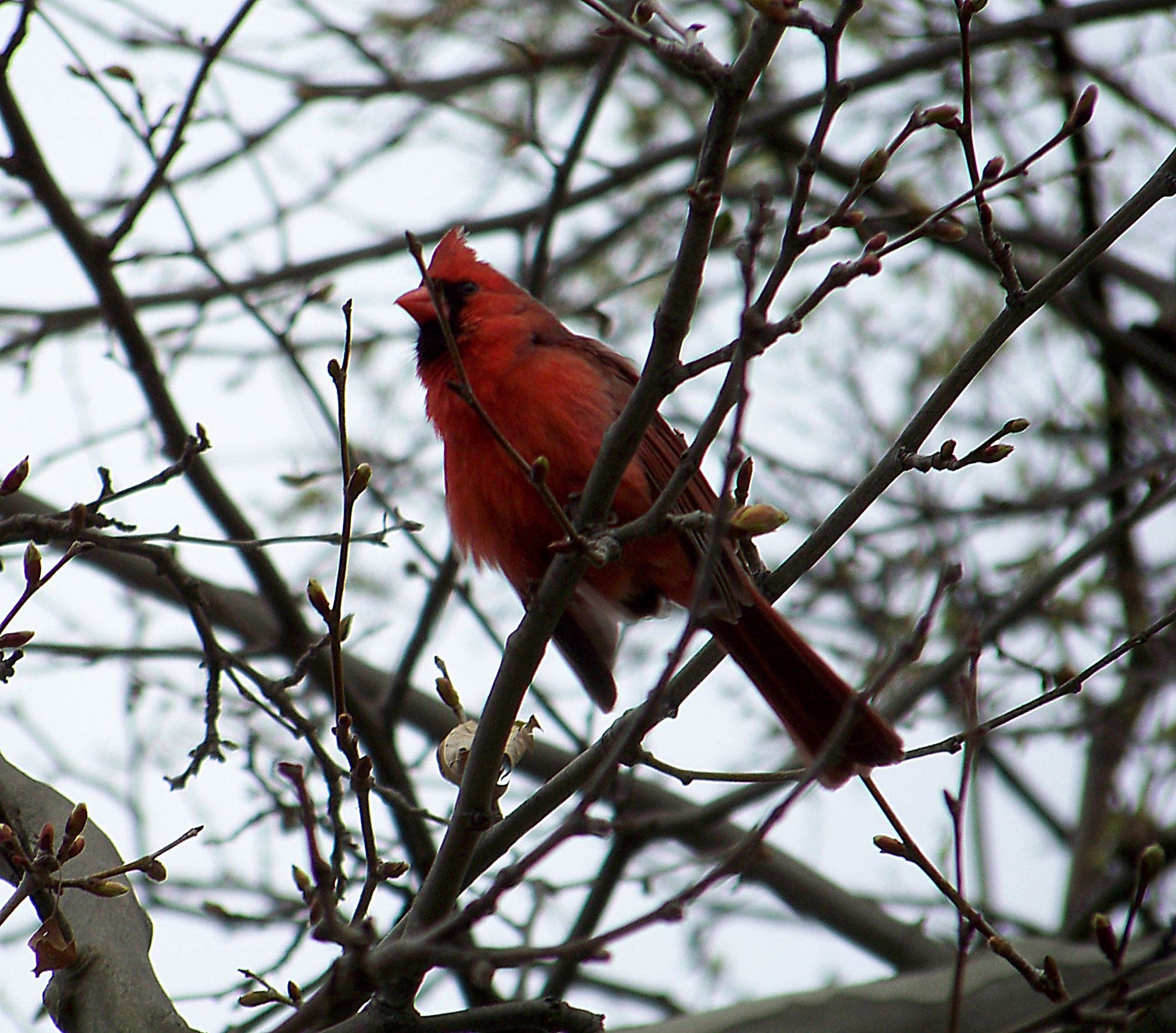 cardinals