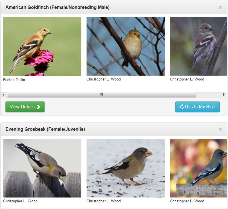 How to Identify a Bird from Pictures? TechLoverHD