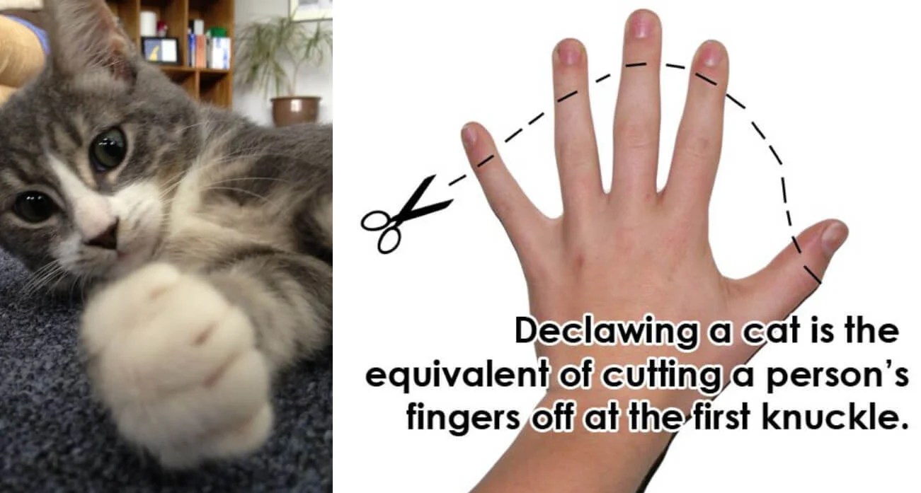 The Truth About Declawing Cats The Tech Minimalist