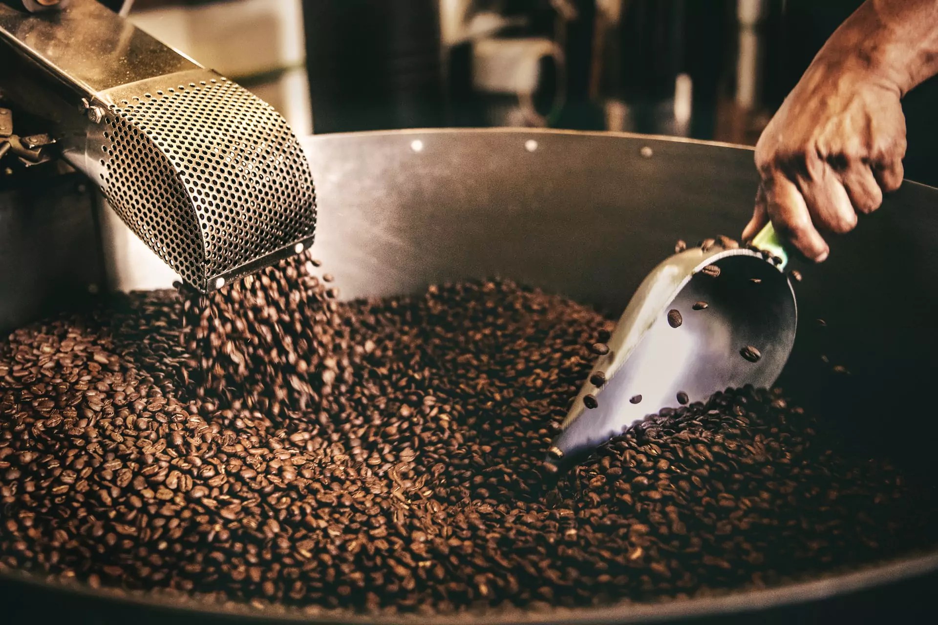 Top 7 Different Coffee Beans In The World TechNewsIdea