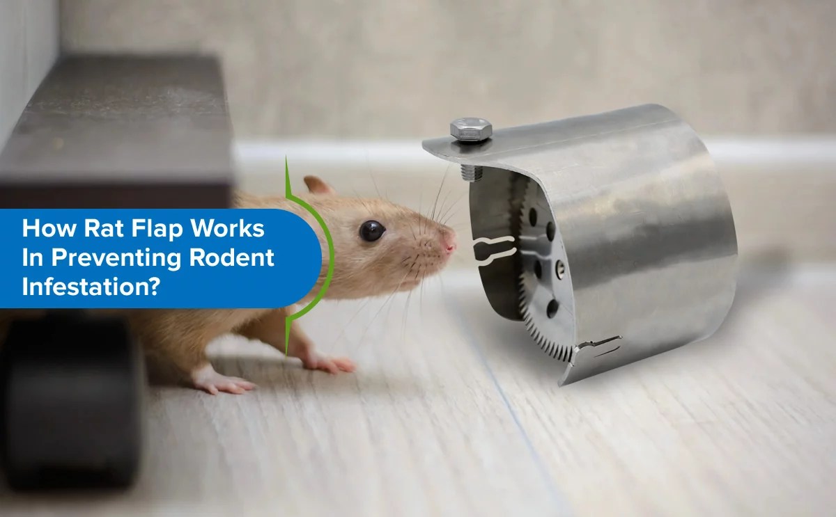 Understanding Rats' Climbing Abilities and How Rat Blockers Can Prevent