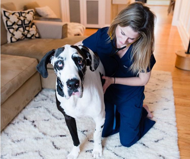 This startup is offering ondemand checkups for your pets Technical.ly