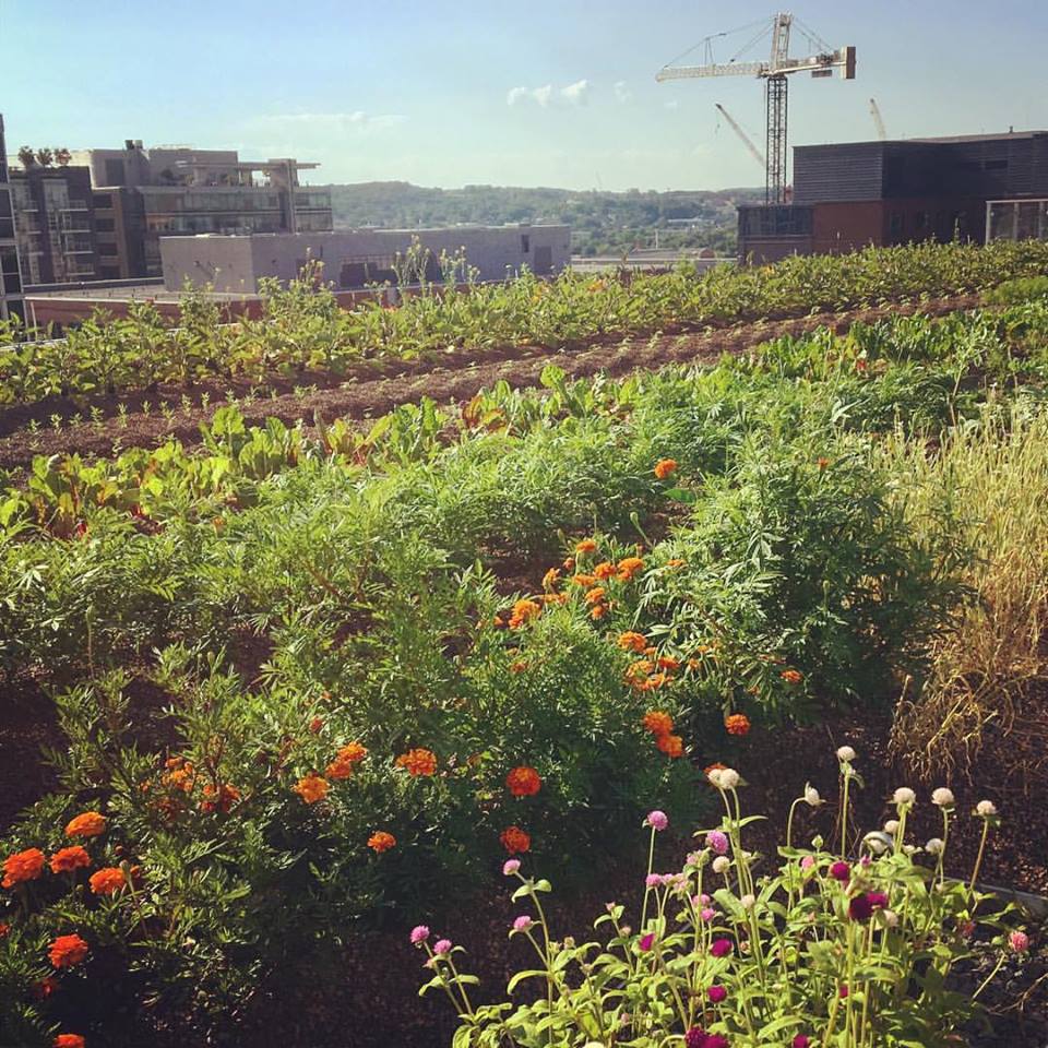 Up Top Acres is planning to grow rooftop farming in the DMV Technical.ly