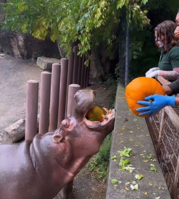 The story behind this ultraviral video featuring two Philadelphia Zoo