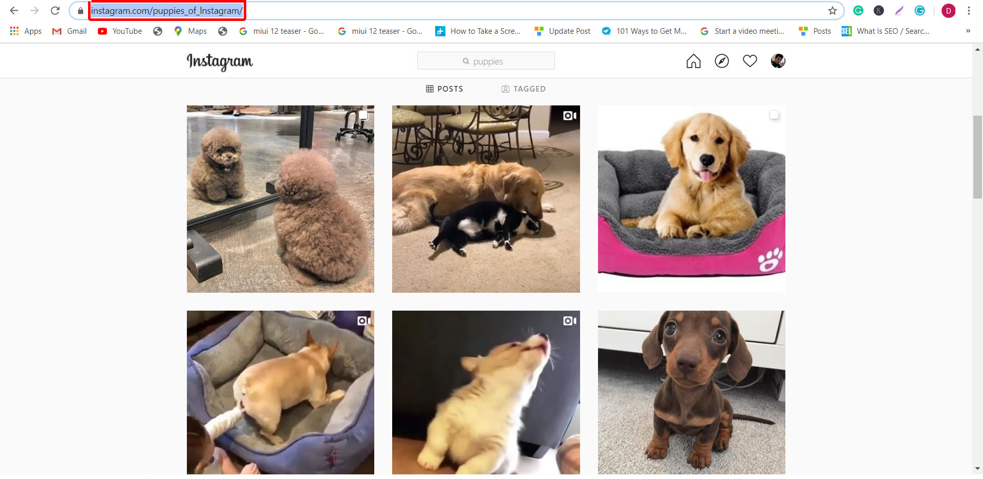 How to download Instagram videos in Desktop, Android or iPhone
