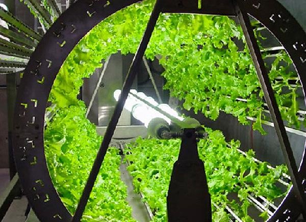 HYDROPONICS A TECHNIQUE OF GARDENING WITHOUT SOIL Technical Today
