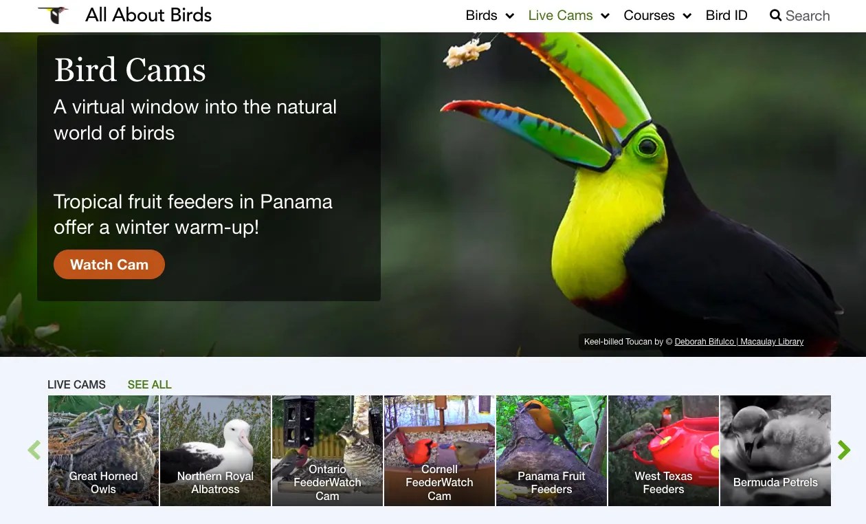 9 Best Platforms To Watch Nature Live Streams Reviewed 👌