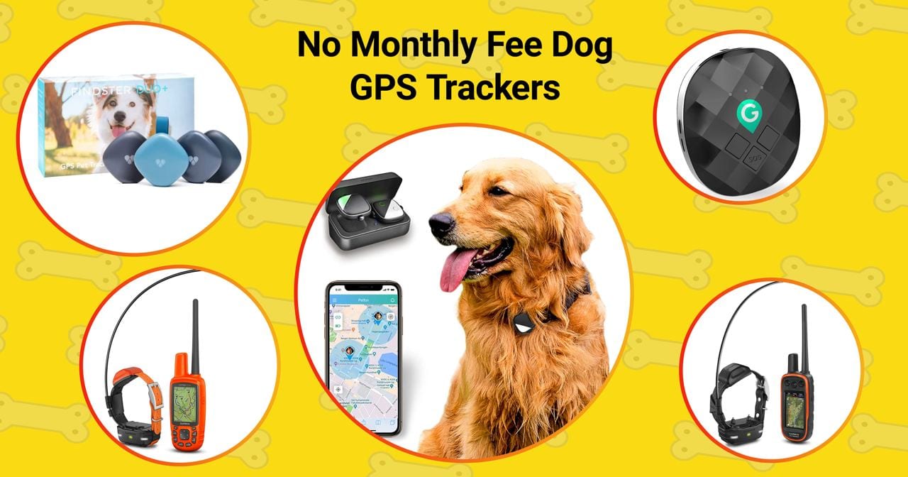 TOP5 No Monthly Fee Dog GPS Collars in 2023 Technobark