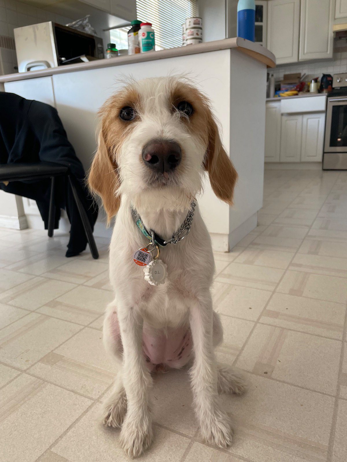 Can You Use AirTag To Track Dogs? Technobark