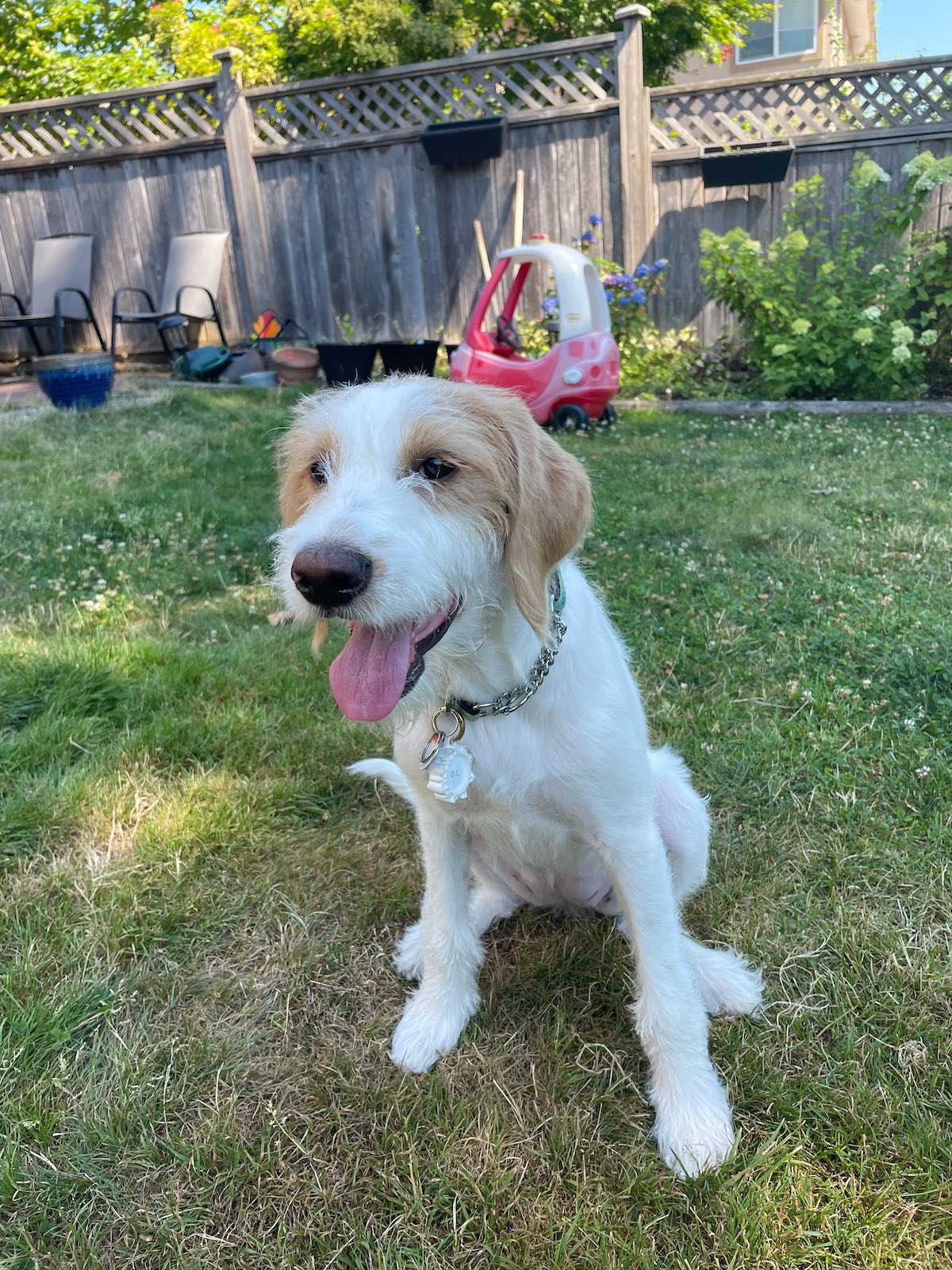 Can You Use AirTag To Track Dogs? Technobark