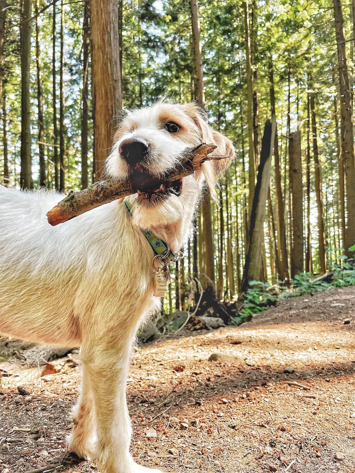 Can You Use AirTag To Track Dogs? Technobark