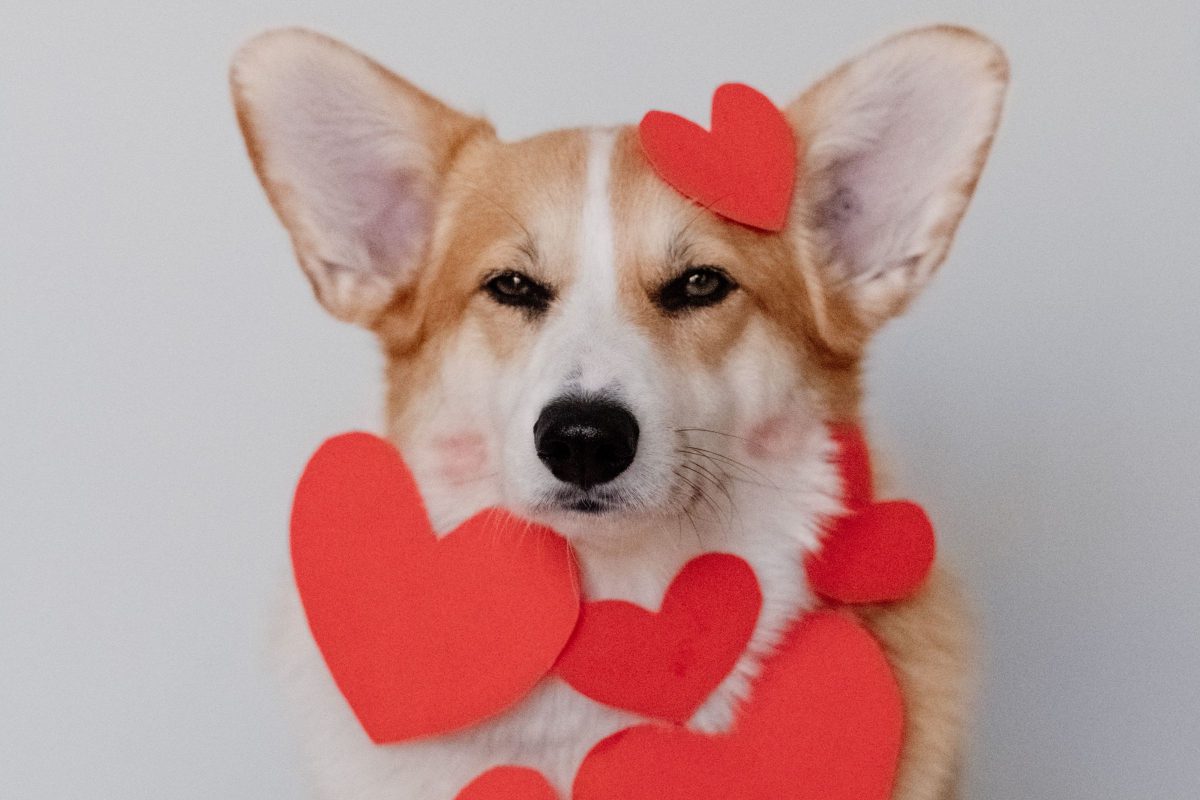 How to Check Your Dog's Heart Rate