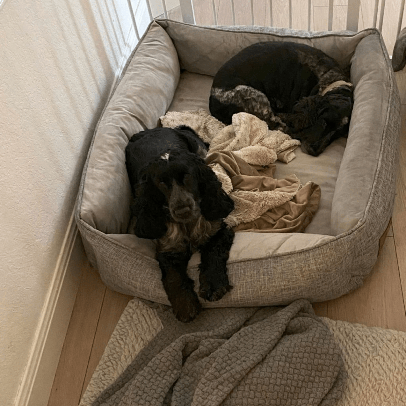 Top 10 MustHave Items for Dog Owners The Essential Shopping List