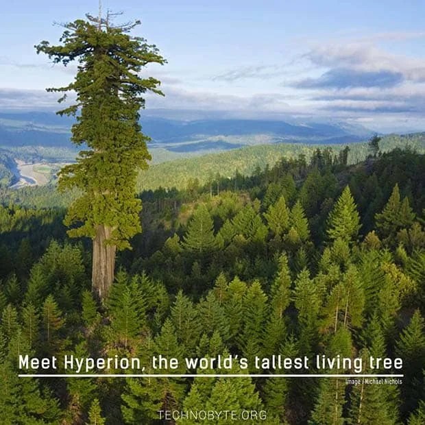 The tallest tree in the world The Mighty Hyperion