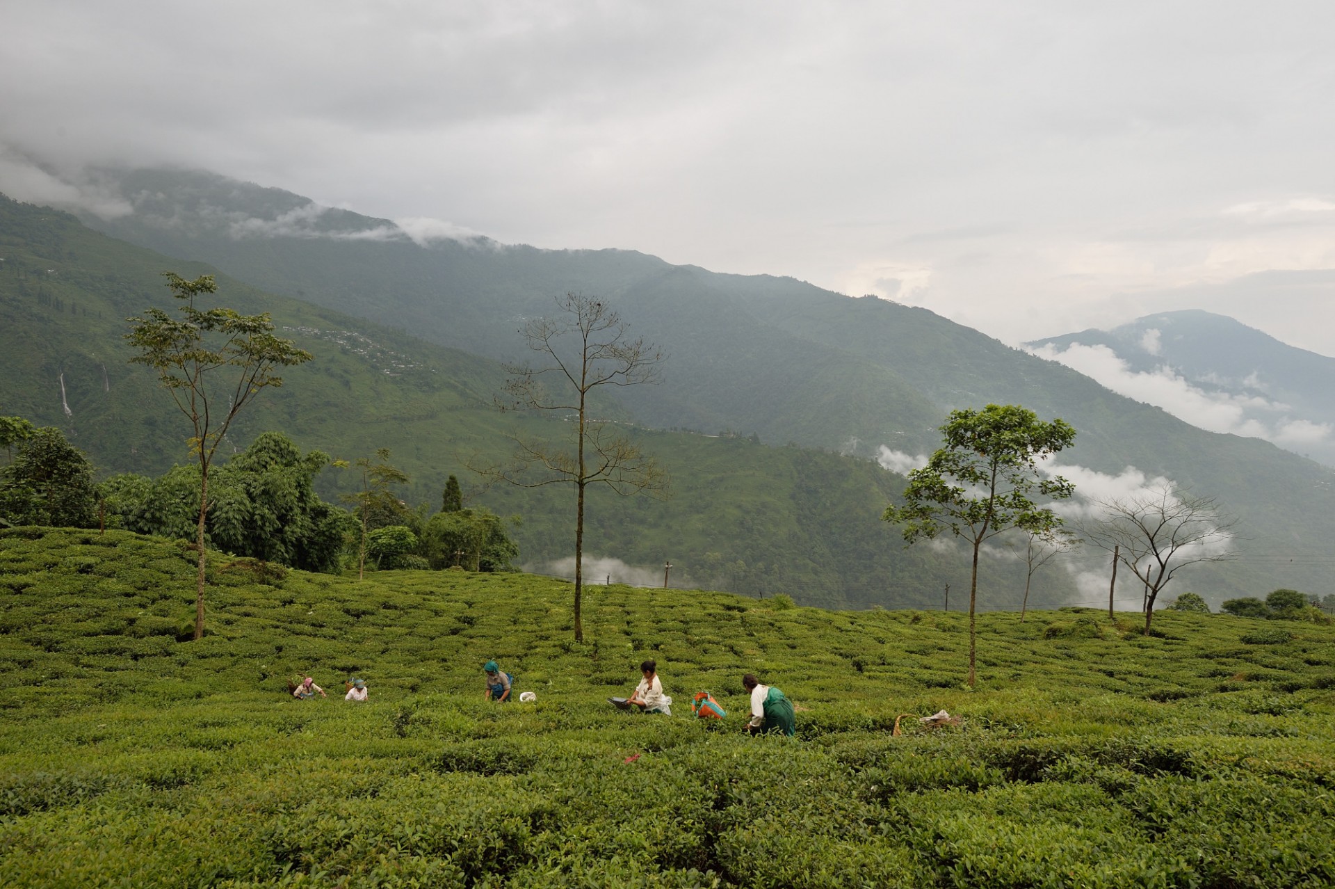 How To Sell Tea To China A Lesson In Tech Entrepreneurialism · TechNode