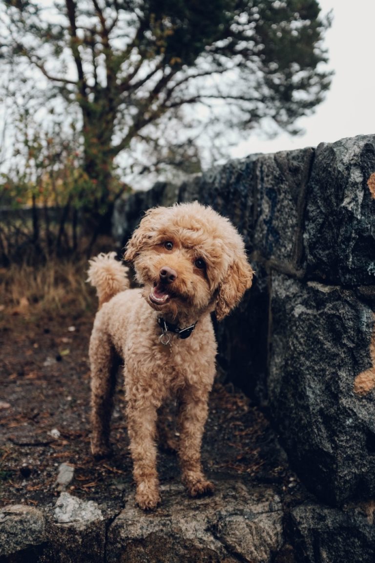 Dog Breeds Suitable For Seniors Techno FAQ