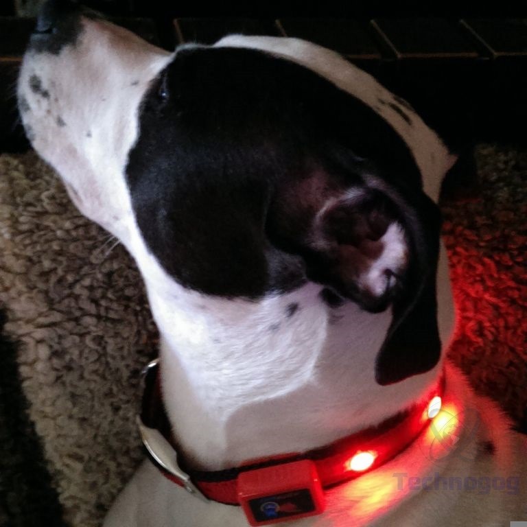 Review of Epicpet LED Dog Collar Technogog