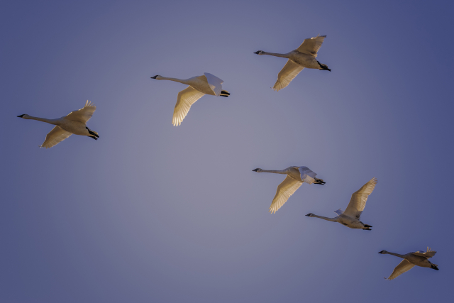 Selfflying glider 'learns' to soar like a bird Inquirer Technology