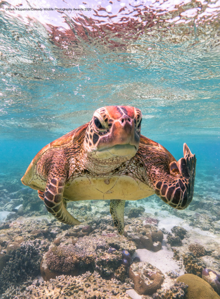 LOOK Turtle flipping bird wins comedy wildlife photo