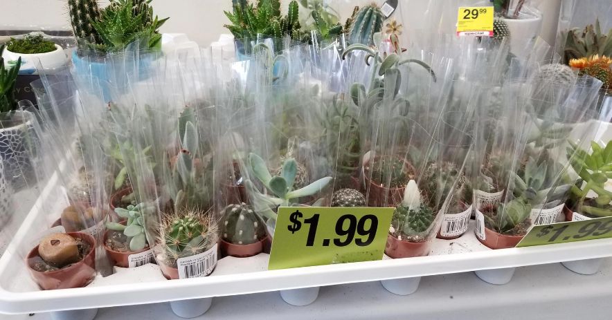 Does CVS Sell Flowers In 2022? & (InStore)