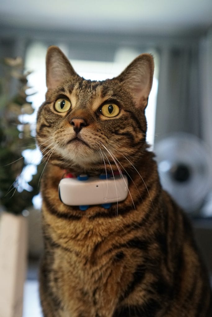 Top Cat GPS Trackers in 2024 (Designed for Cats) Technomeow