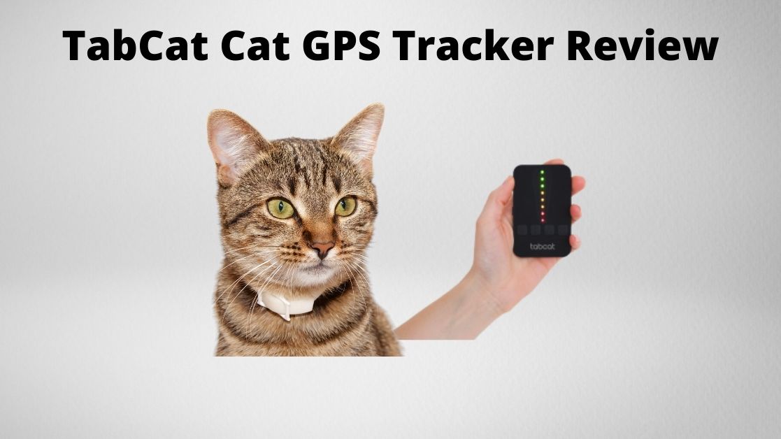 TabCat GPS Cat Tracker Review: Is It Worth It? | TechnoMEOW