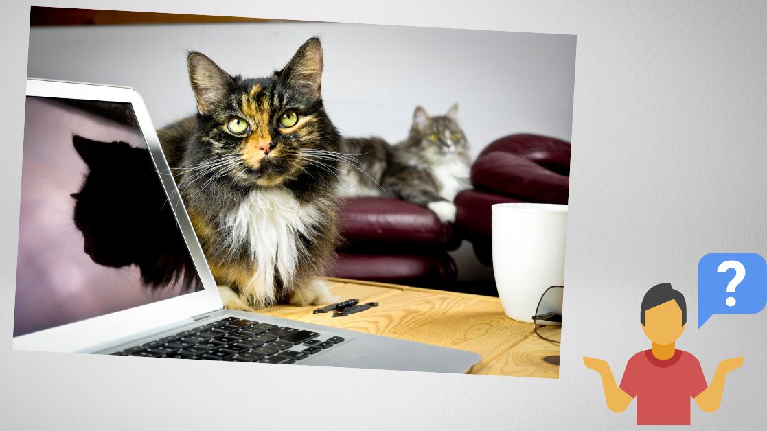 Cats and Computers Why Does Your Cat Bother You When You're on the