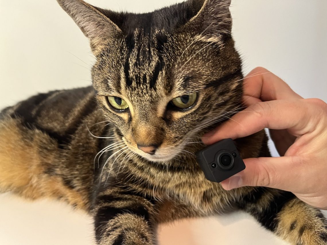 Top 5 Best Cat Collar Cameras in 2024 TechnoMEOW