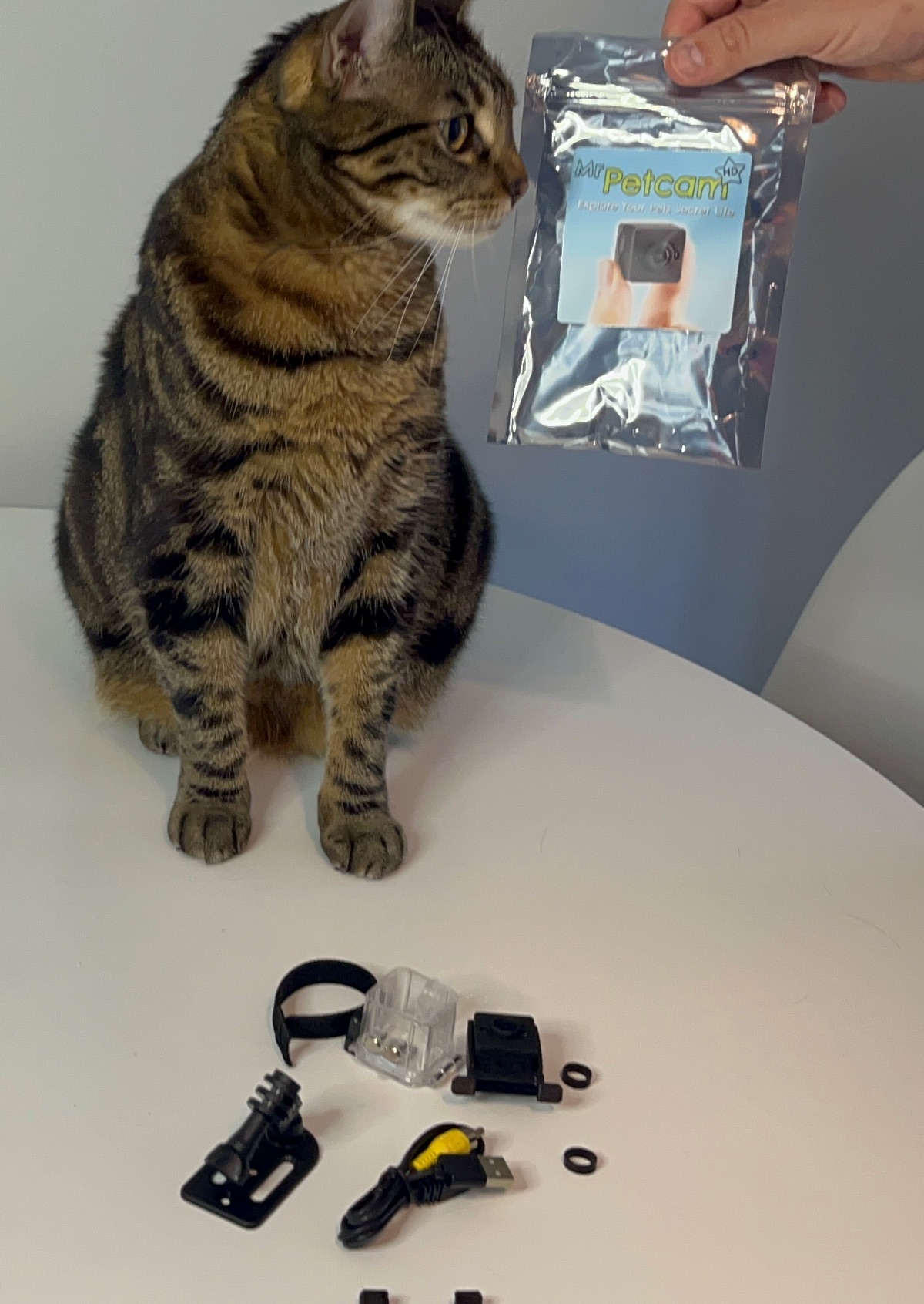 Top 5 Best Cat Collar Cameras in 2024 TechnoMEOW