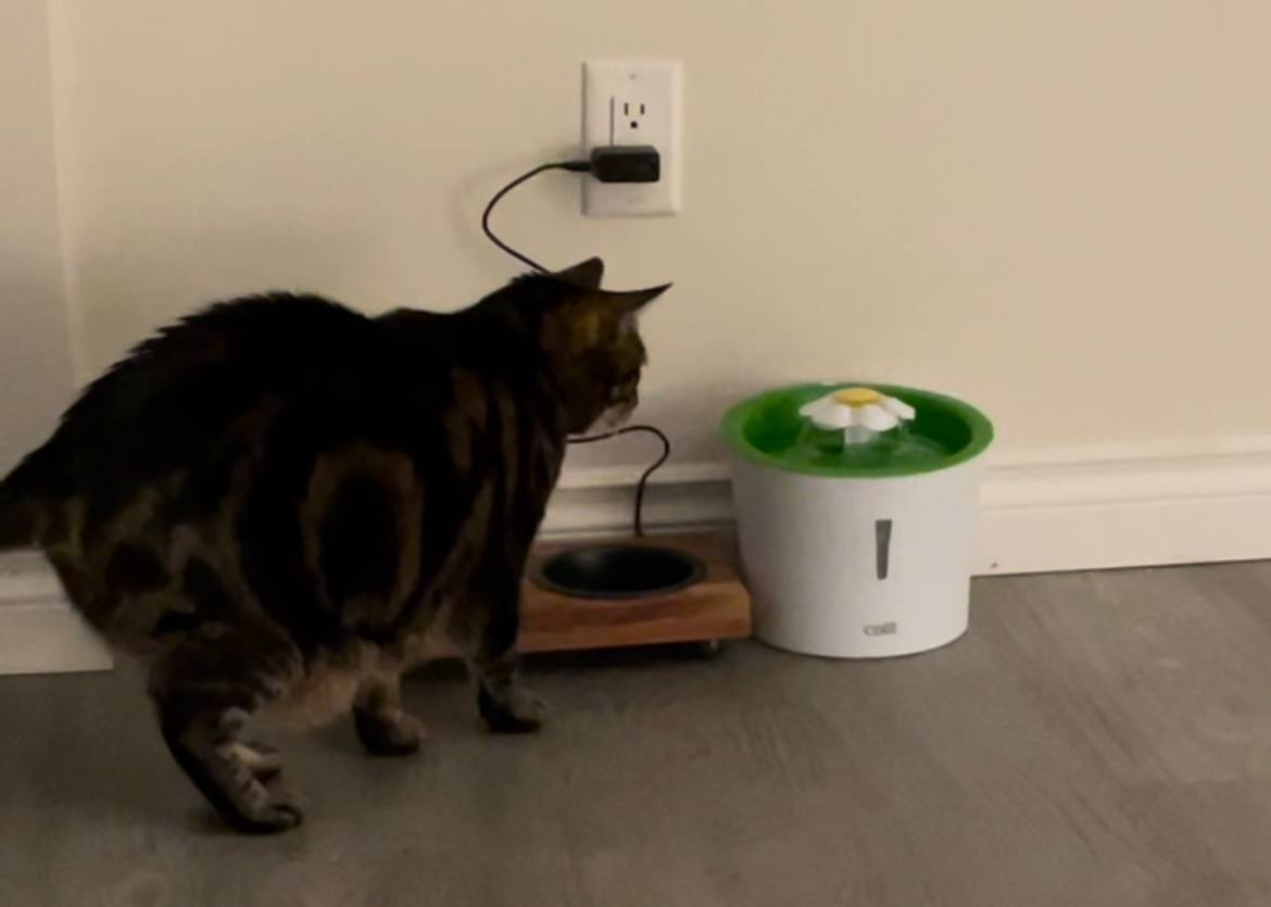 How Can I Train My Cat Drink From Water Fountains TechnoMEOW