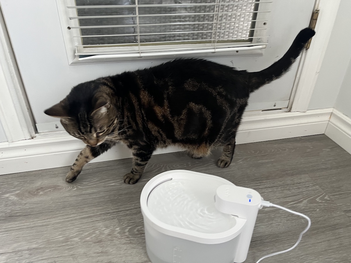 Uahpet Automatic Cat Water Fountain Review TechnoMEOW