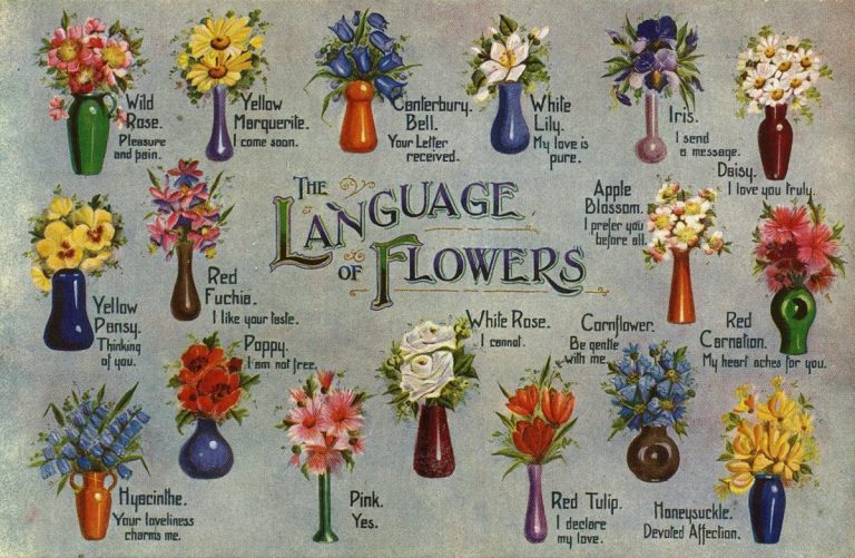 Signification des fleurs le langage des fleurs Technospeak
