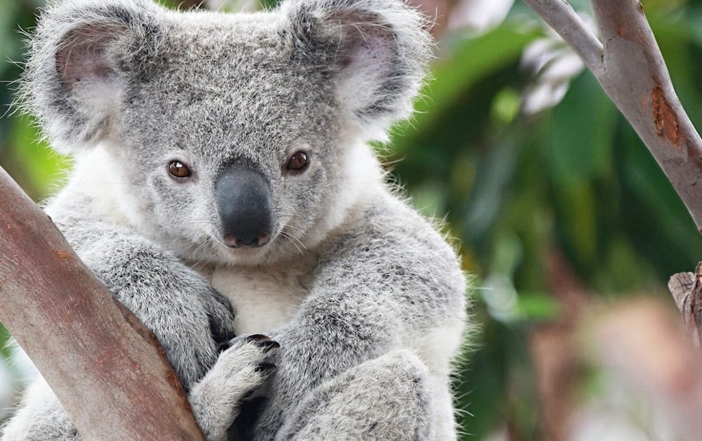 NATURE Koalas to be extinct by 2050 in NSW study TECHSABADO