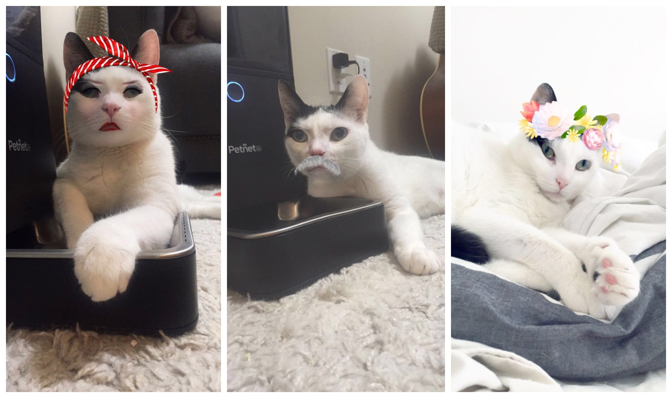 Love Your Kitty? Check Out Cat Lenses On Snapchat Now