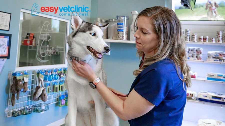 Easyvet lands 7M to provide walkin veterinary clinics and make pet care more convenient and