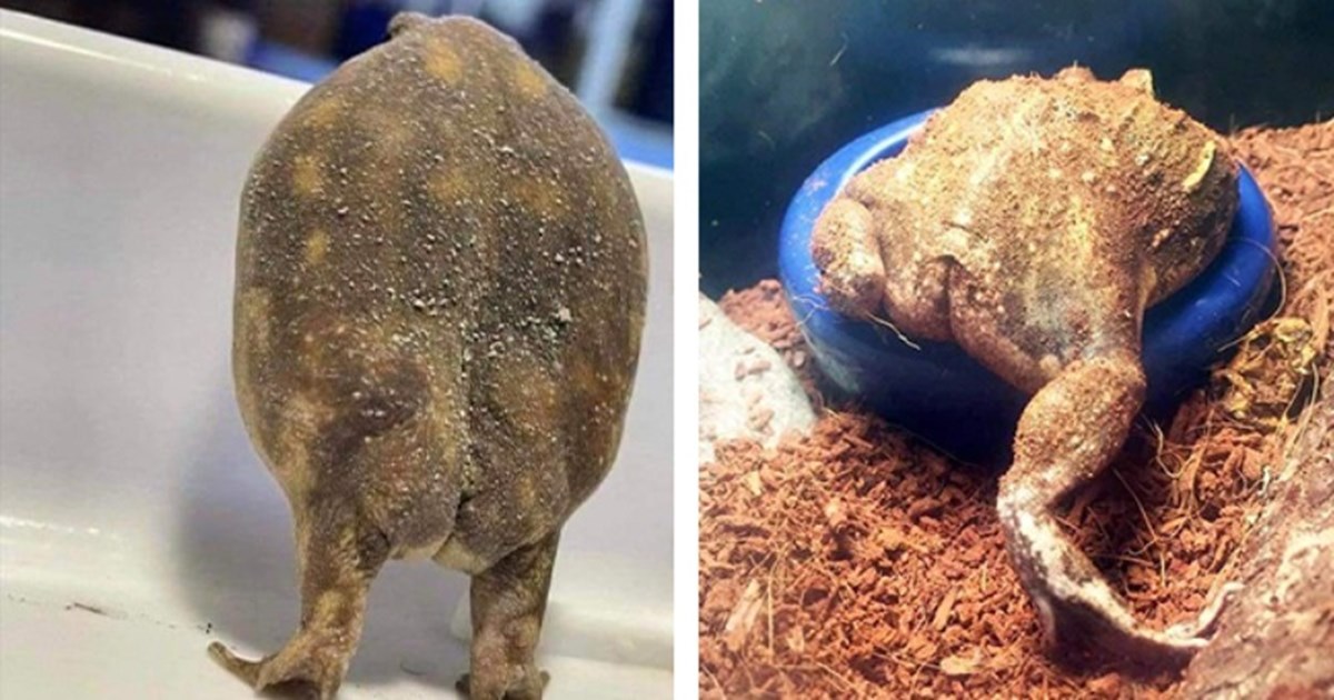 The Mysterious World of the Frog Butt: A Fascinating Look at an Often