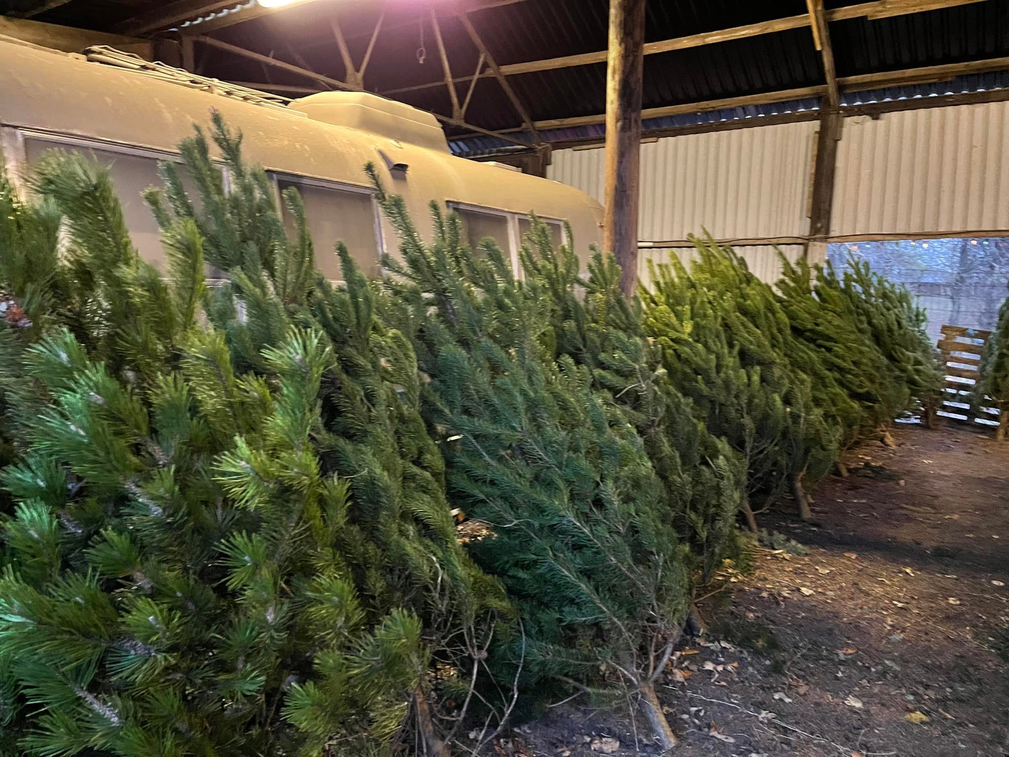 Pine Christmas Trees Scott's House Farm Christmas Trees