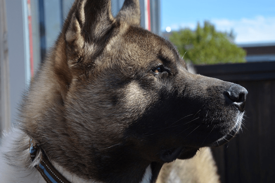 Health Issues of the American Akita Dog TechTesy