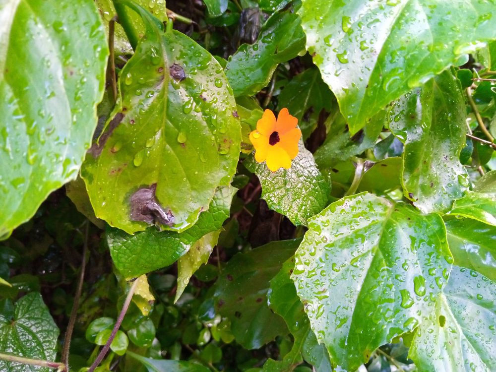 Infinix S5 shot 2 Techweez