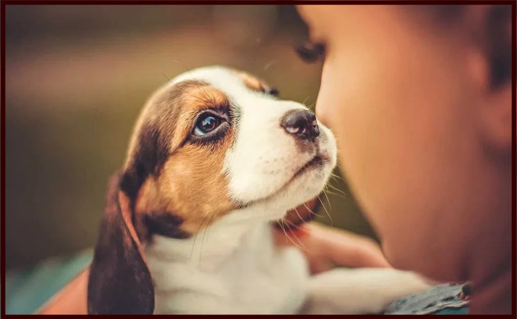 5 Best Pet Sitting and Boarding Apps in 2023 TechyMunch