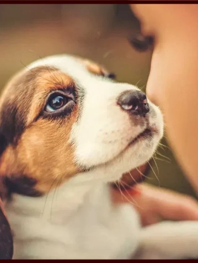 5 Best Pet Sitting and Boarding Apps in 2023 TechyMunch