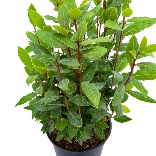 Laurel Laurus nobilis - Tecnicampo