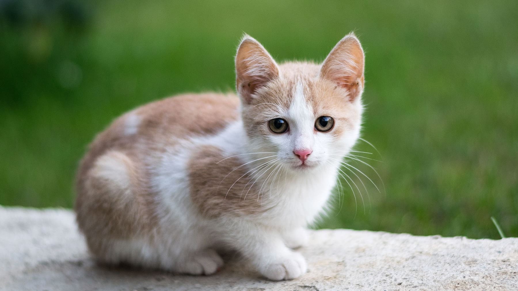 Estos son los tres días que se celebra a los gatos El Siglo de Torreón