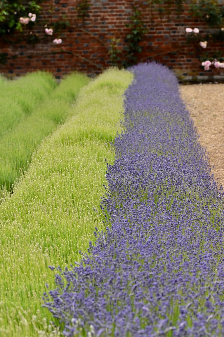 Downderry Lavender Nurseries, Kent The Teddington Gardener