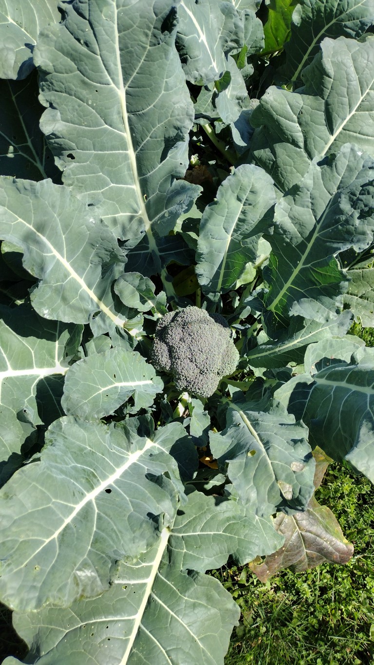 Garden 2022 Frost Has Arrived and the End of the Season Looms