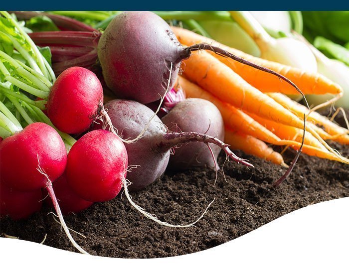 The Best CoolWeather Veggies to Plant in Iowa Ted Lare Design & Build