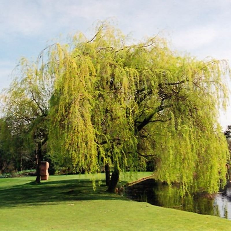 Willow Niobe Golden Weeping 15 Ted Lare Design & Build