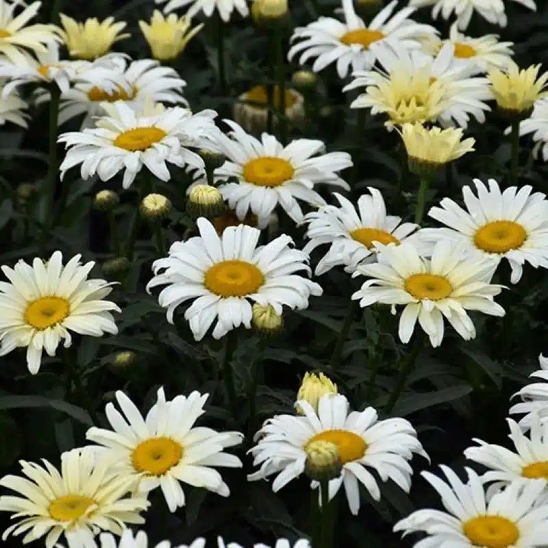 Daisy Shasta Banana Cream 1 Ted Lare Design & Build